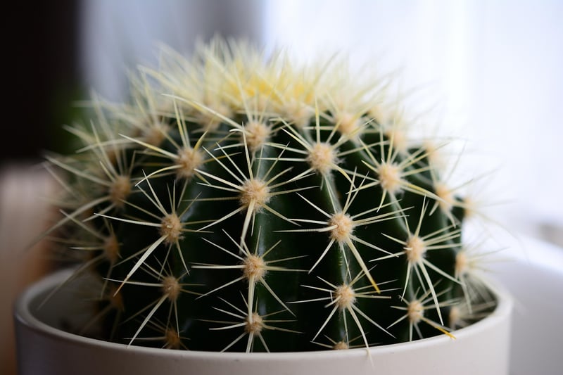 Cacti