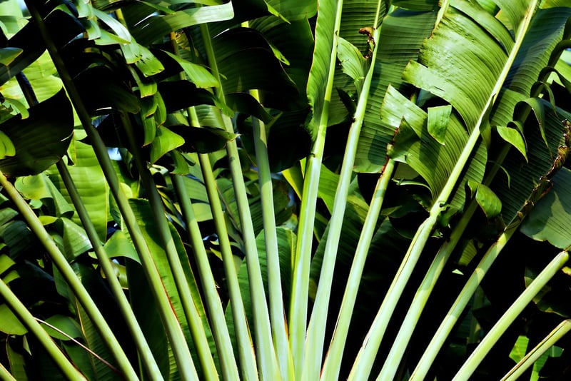 Tropical Plants
